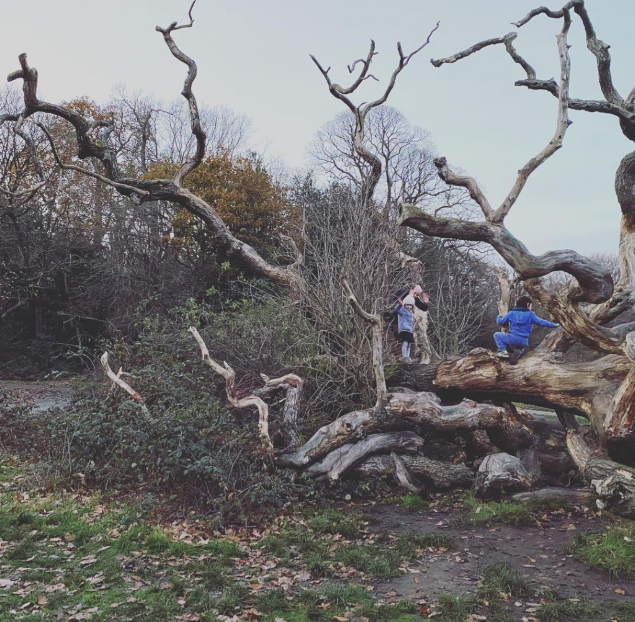 DK-CM_Cristina Monteiro_Rewilding