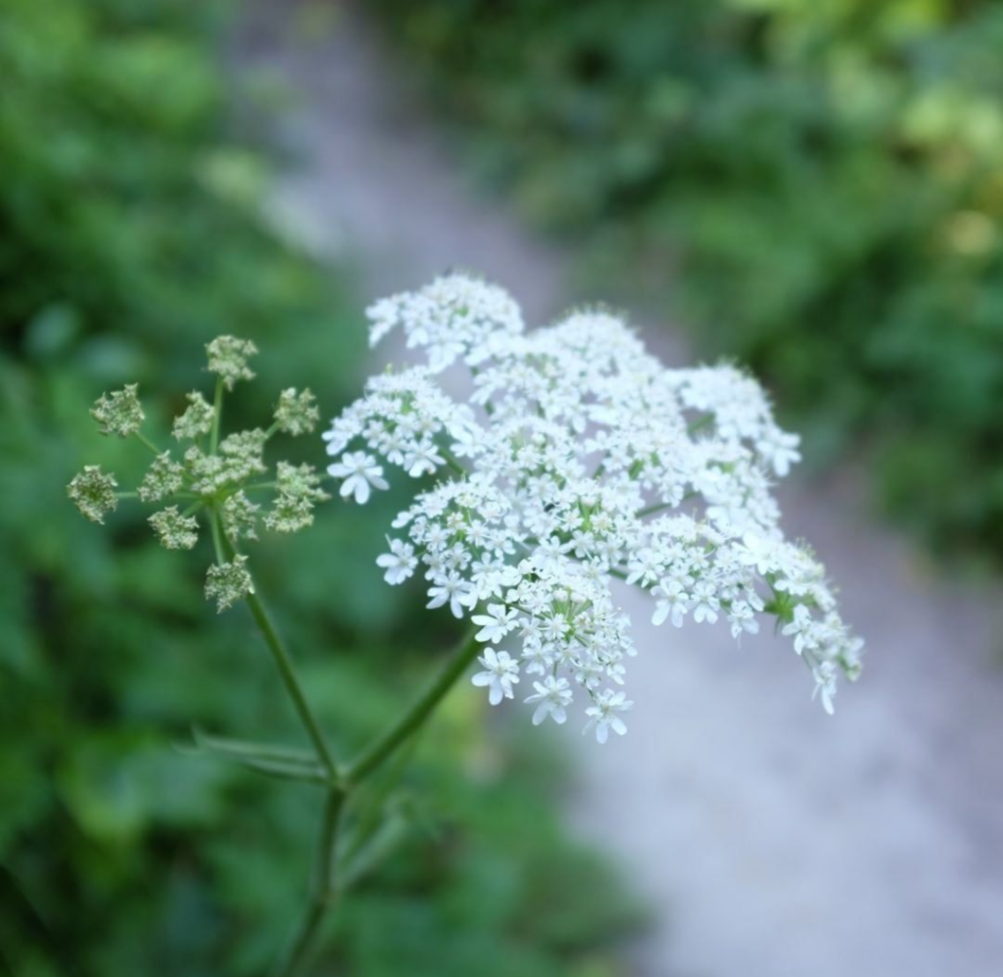 DK-CM_Cristina Monteiro_Rewilding